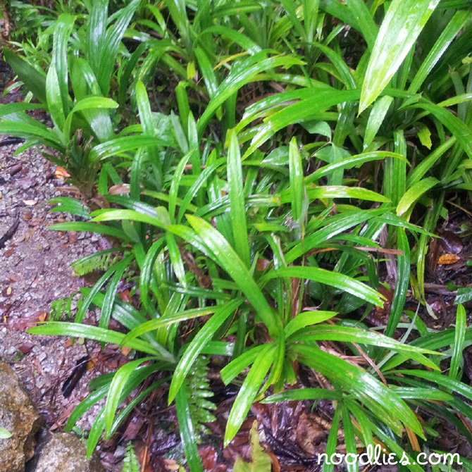 pandan, tropical spice garden, penang, malaysia